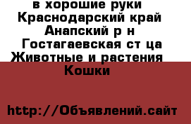 в хорошие руки - Краснодарский край, Анапский р-н, Гостагаевская ст-ца Животные и растения » Кошки   